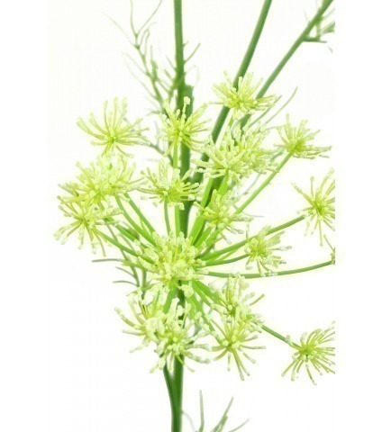 Daucus carota artificiel