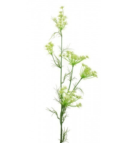 Daucus carota artificiel