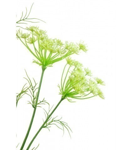 Daucus carota artificiel