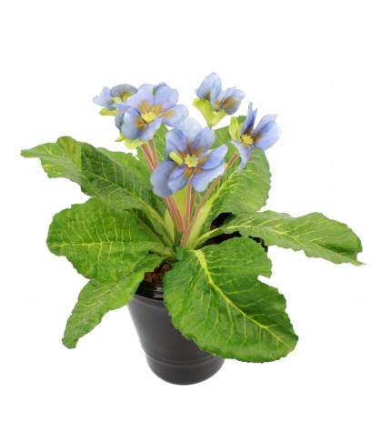 Primevère artificielle bleue