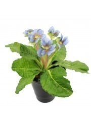 Primevère artificielle bleue