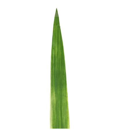 Feuille de pandanus