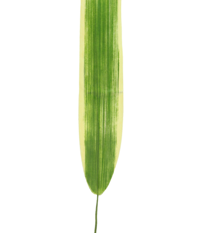 Feuille de pandanus