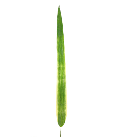 Feuille de pandanus