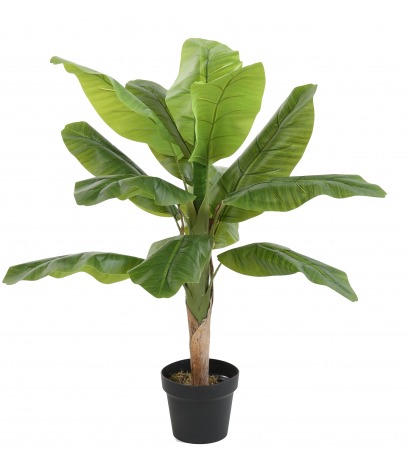 Bananier artificiel pousse