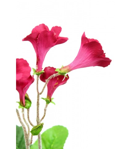 Streptocarpus artificiel