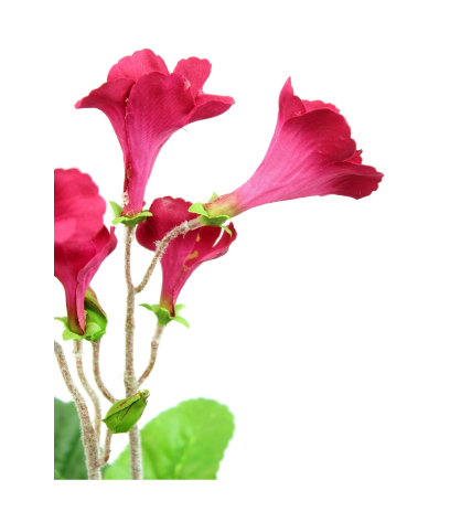 Streptocarpus artificiel