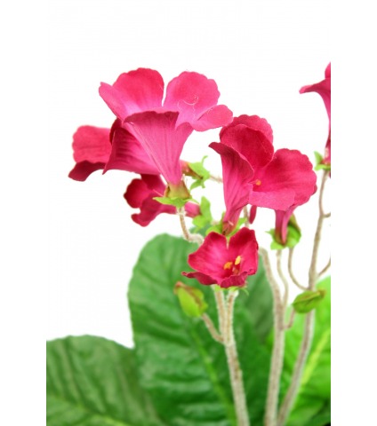 Streptocarpus artificiel