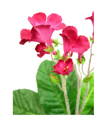 Streptocarpus artificiel