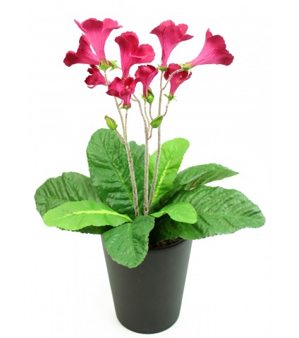 Streptocarpus artificiel