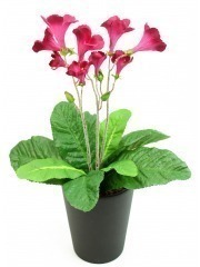 Streptocarpus artificiel