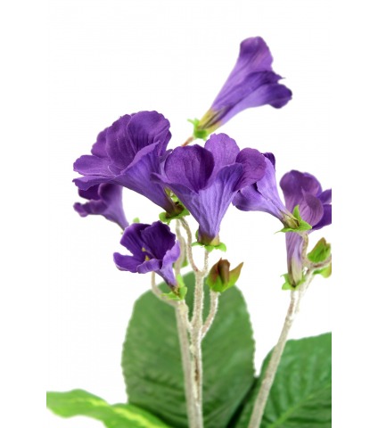 Primevère du cap artificielle