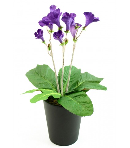 Primevère du cap artificielle