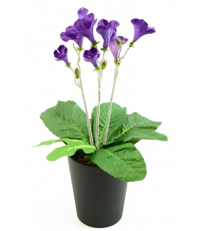 Primevère du cap artificielle