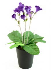 Primevère du cap artificielle