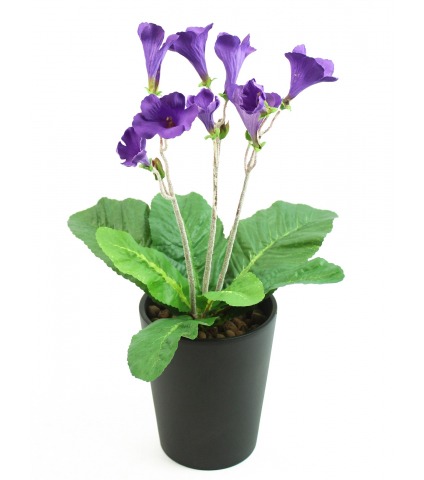 Primevère du cap artificielle