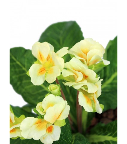 Primevère artificielle blanche et jaune