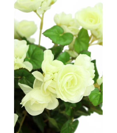 Bégonia artificiel blanc