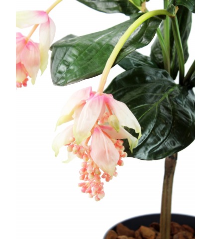 Médinilla magnifique artificielle