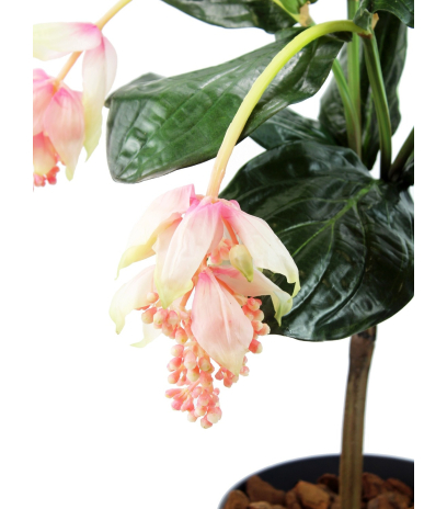 Médinilla magnifique artificielle