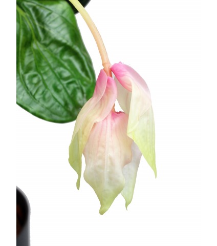 Médinilla magnifique artificielle