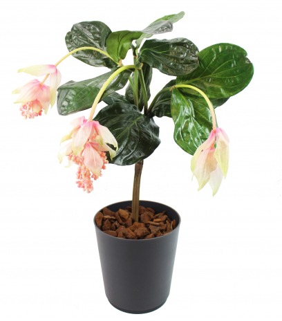 Médinilla magnifique artificielle