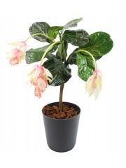 Médinilla magnifique artificielle