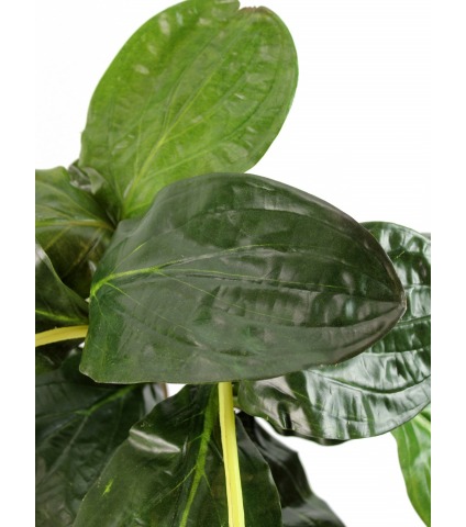 Médinilla magnifique artificielle