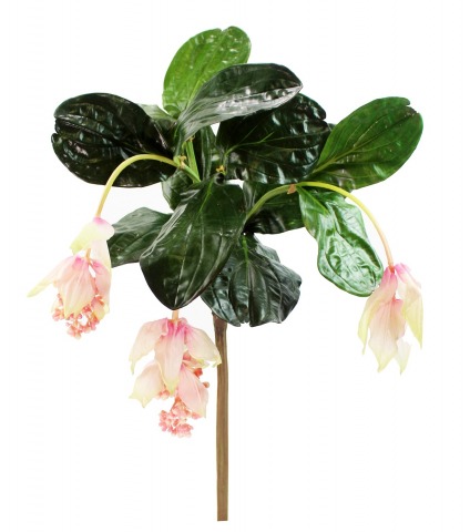 Médinilla magnifique artificielle