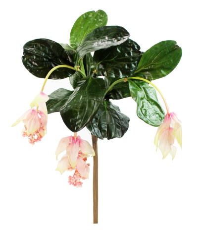 Médinilla magnifique artificielle