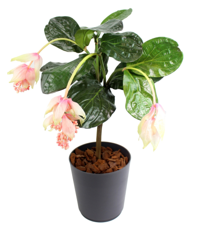 Médinilla magnifique artificielle