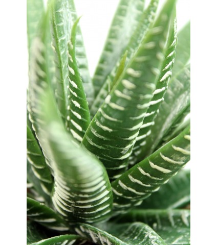 Aloe artificiel vert et blanc