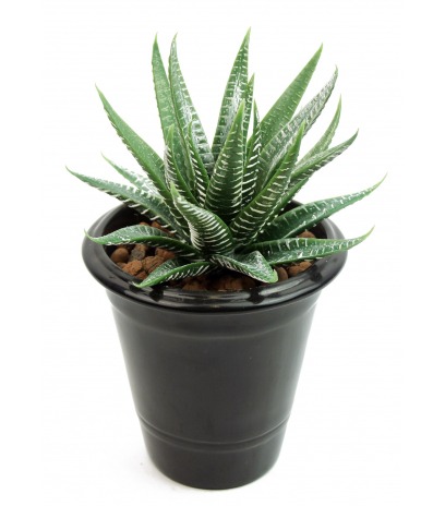 Aloe artificiel vert et blanc