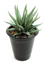 Aloe artificiel vert et blanc