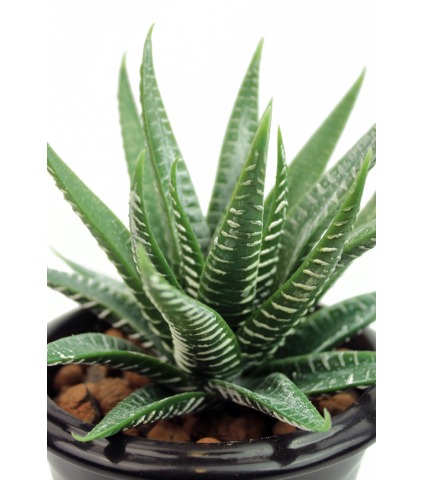 Aloe artificiel vert et blanc