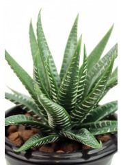 Aloe artificiel vert et blanc
