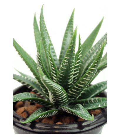 Aloe artificiel vert et blanc
