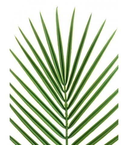 Feuille de palmier des canaries