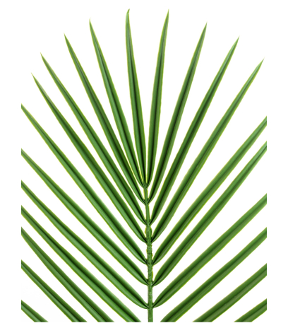 Feuille de palmier des canaries