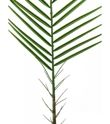 Feuille de palmier des canaries