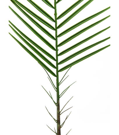 Feuille de palmier des canaries