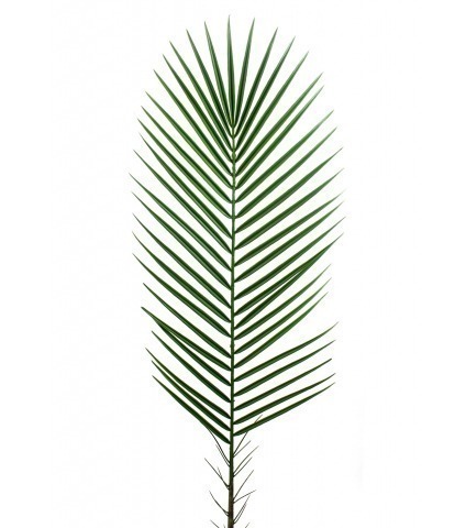 Feuille de palmier des canaries