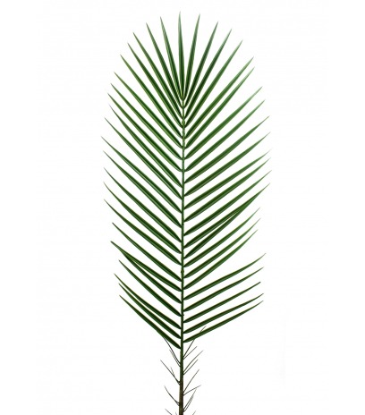 Feuille de palmier des canaries