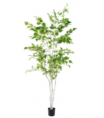 Bouleau de l'Himalaya