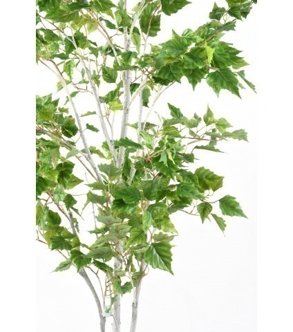 Bouleau de l'Himalaya