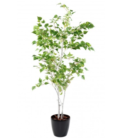 Bouleau de l'Himalaya