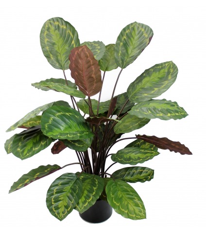 Calathea artificiel rosea picta