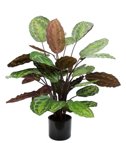 Calathea artificiel rosea picta