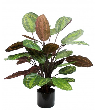 Calathea artificiel rosea picta