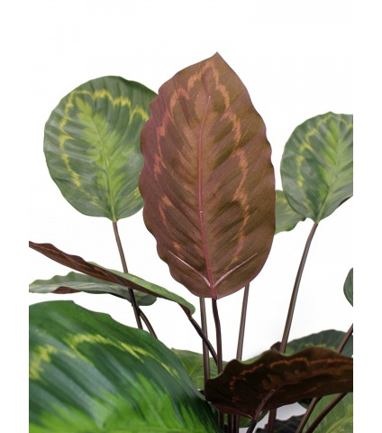 Calathea artificiel rosea picta